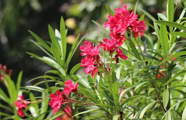 Oleander_Plant_With_Pot