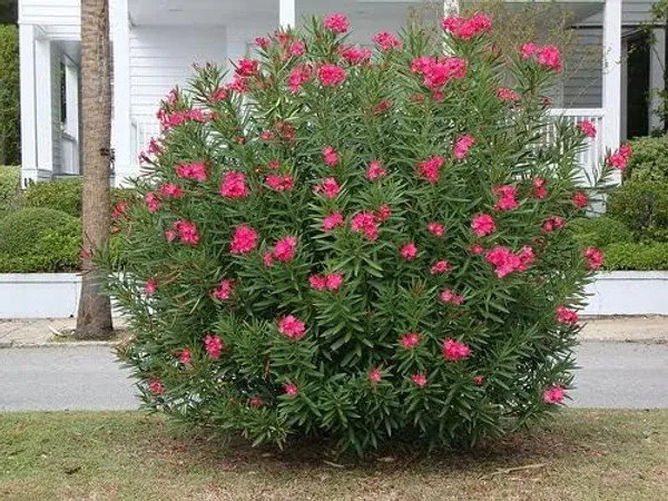 Oleander_Plant_With_Pot