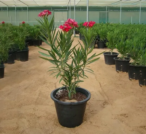 Oleander_Plant_With_Pot