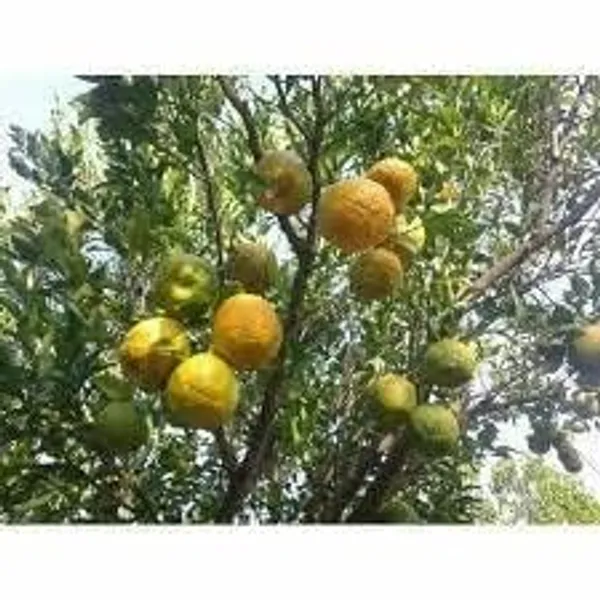 Mandarin_Orange_Grafted_Fruit_Plant