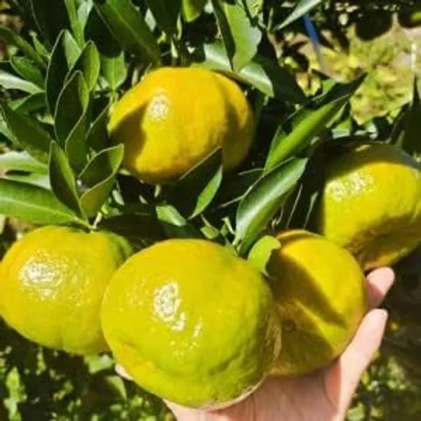 Mandarin_Orange_Grafted_Fruit_Plant