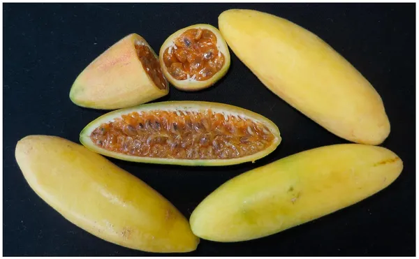 Banana_Plant