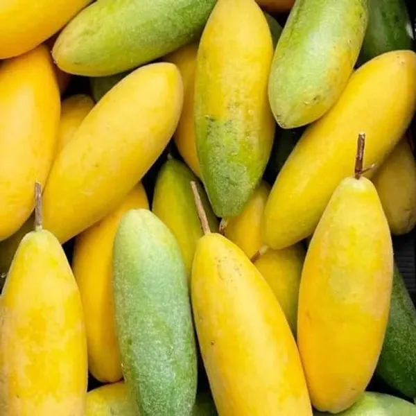 Banana_Plant