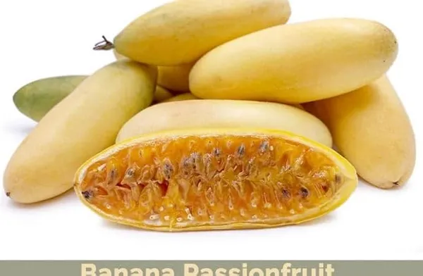 Banana_Plant
