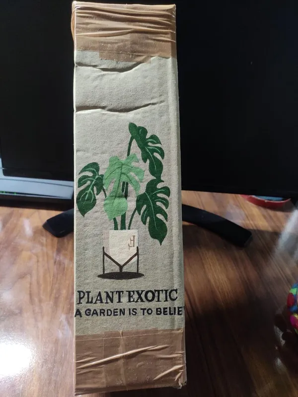 Sugar_Apple_Grafted_Fruit_Plant