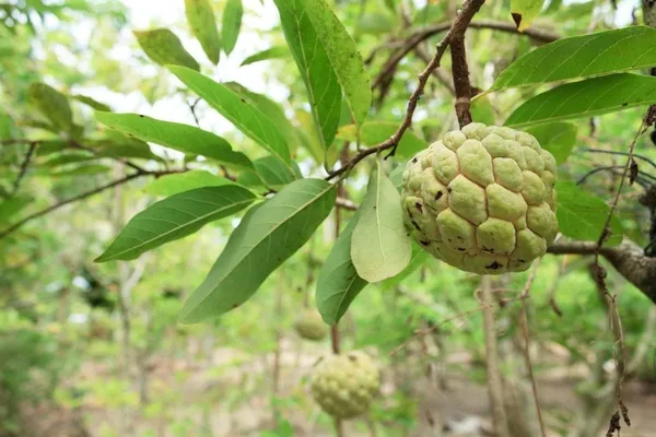 Sugar_Apple_Grafted_Fruit_Plant