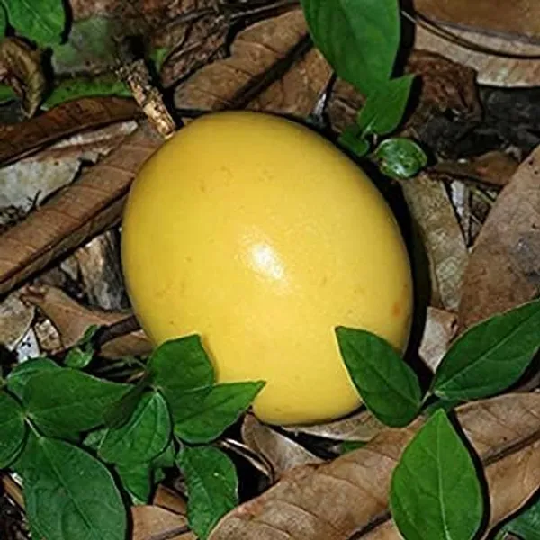 Passion_Fruit_Plant