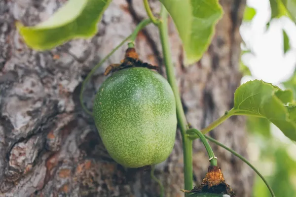 Passion_Fruit_Plant