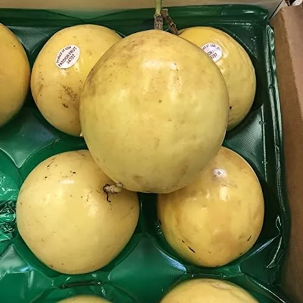 Passion_Fruit_Plant