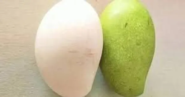 Grafted_Mango_Plant