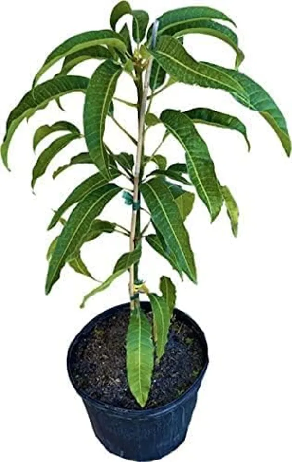 Grafted_Mango_Plant
