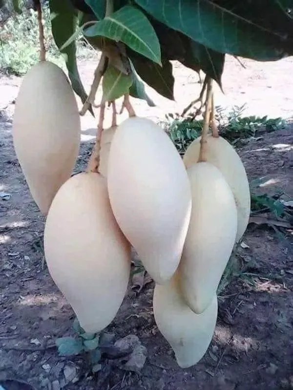 Grafted_Mango_Plant