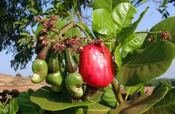 Apple_Plant_Grafted