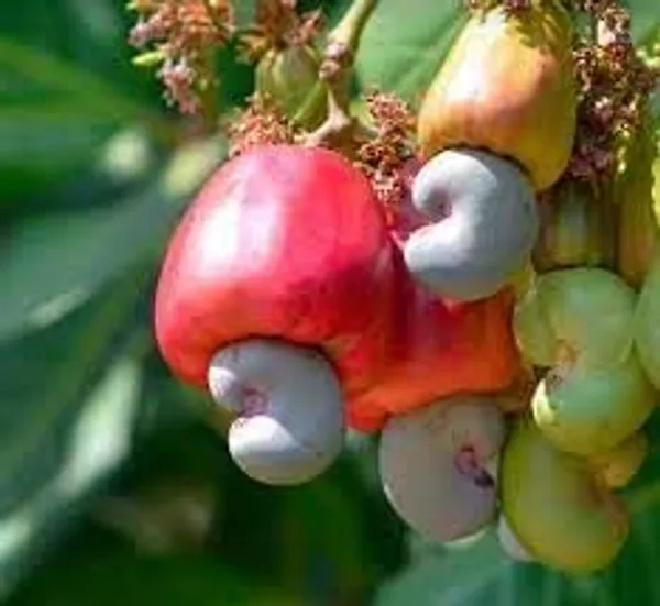 Apple_Plant_Grafted