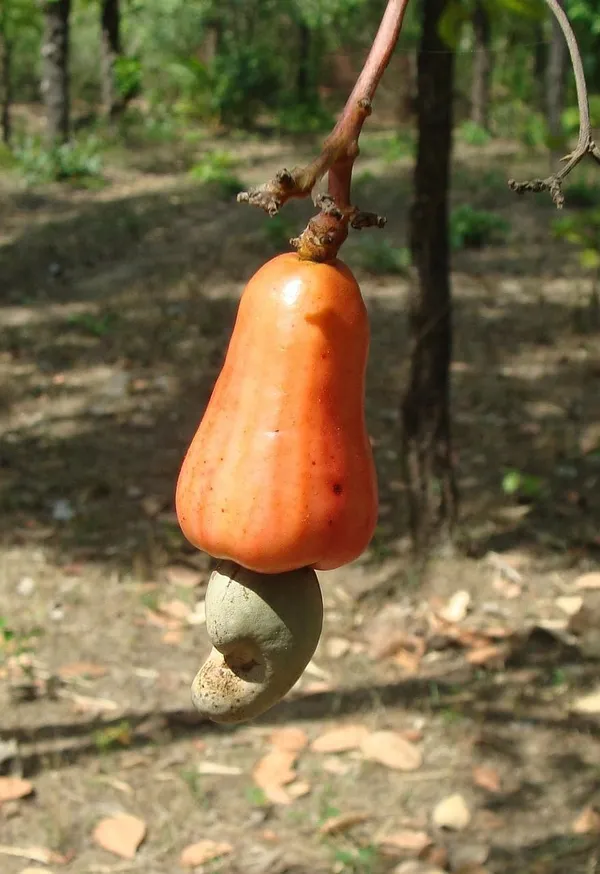 Apple_Plant_Grafted