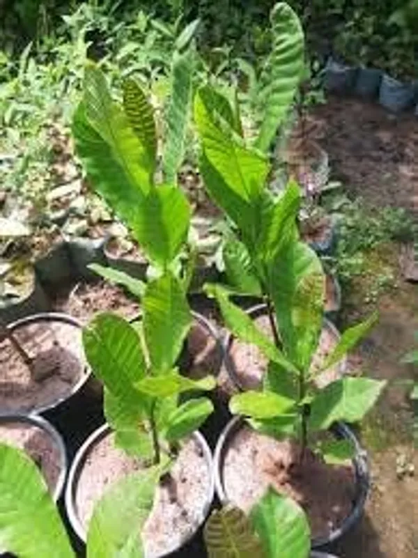 Apple_Plant_Grafted