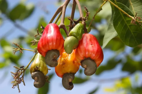 Apple_Plant_Grafted