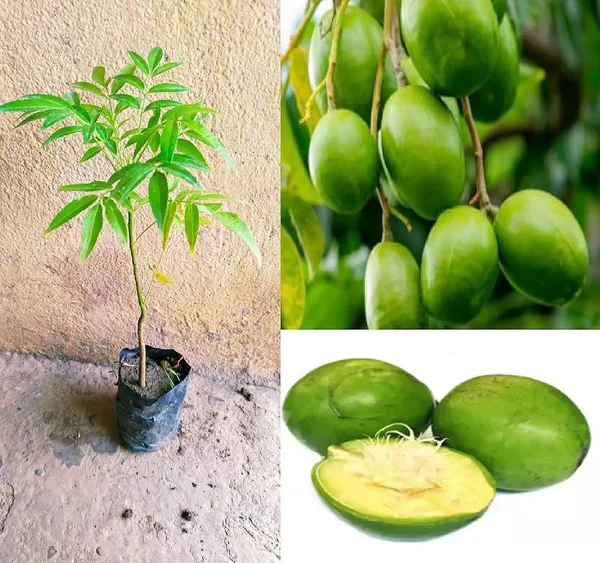 Hog_Plum_Live_Fruit_Plant