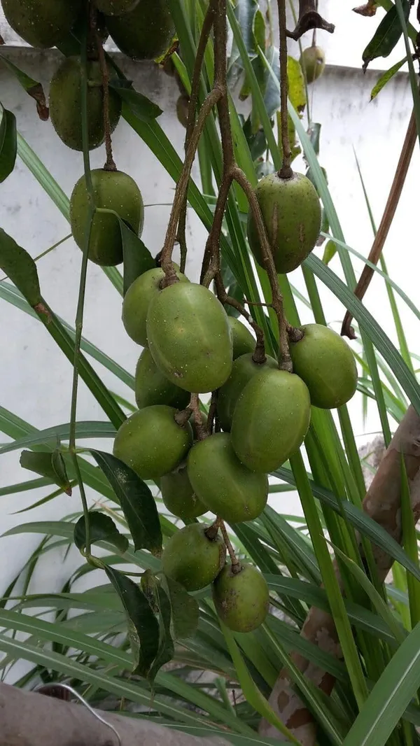 Hog_Plum_Live_Fruit_Plant