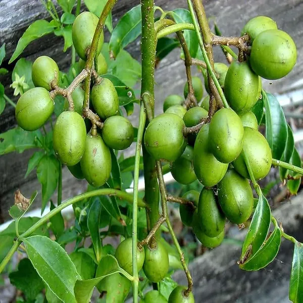 Hog_Plum_Live_Fruit_Plant