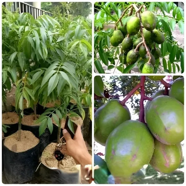 Hog_Plum_Live_Fruit_Plant