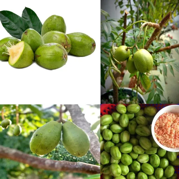 Hog_Plum_Live_Fruit_Plant