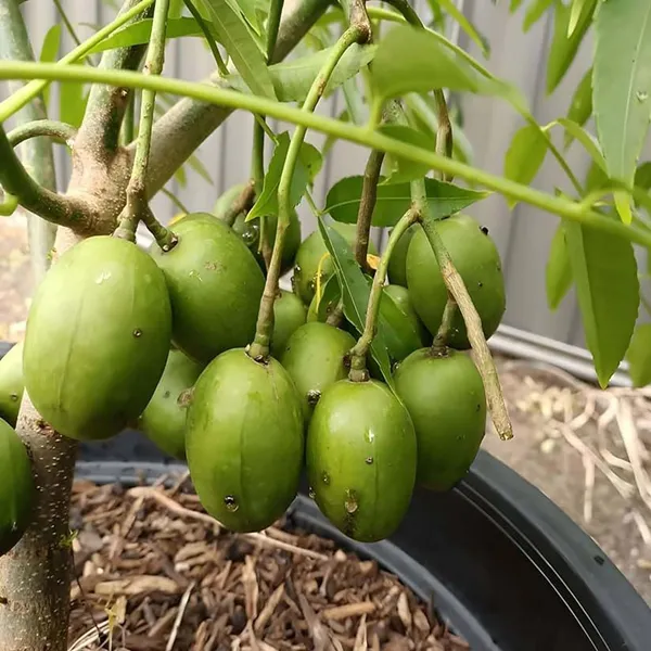 Hog_Plum_Live_Fruit_Plant