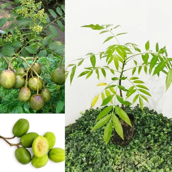 Hog_Plum_Live_Fruit_Plant