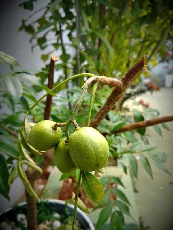 Hog_Plum_Live_Fruit_Plant