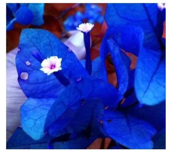 Bougainvillea_Plant