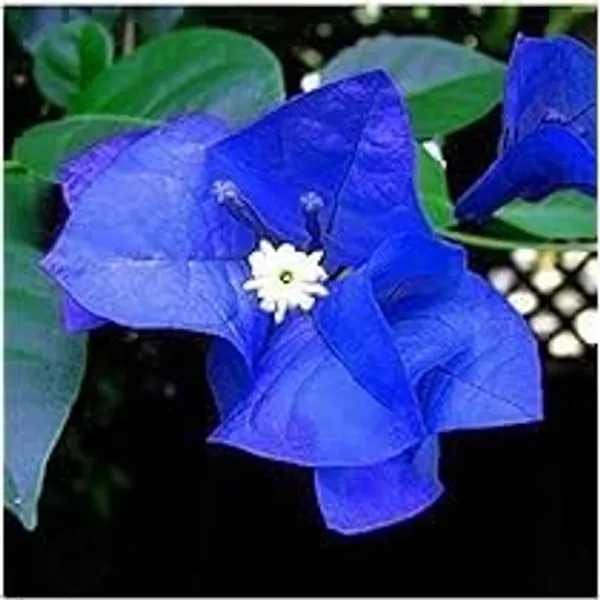 Bougainvillea_Plant