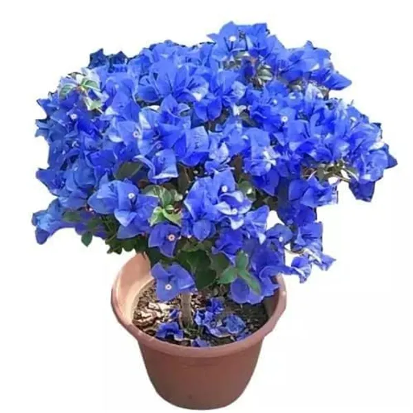 Bougainvillea_Plant