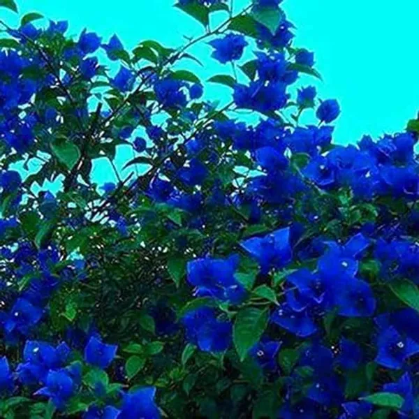 Bougainvillea_Plant