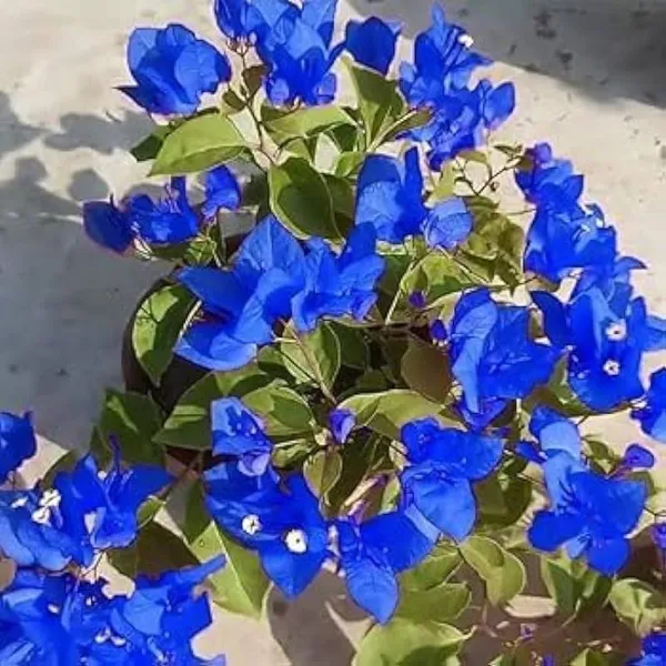 Bougainvillea_Plant