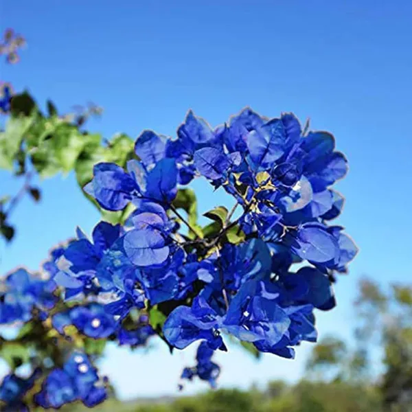 Bougainvillea_Plant