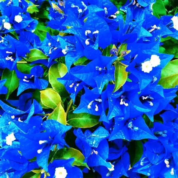 Bougainvillea_Plant