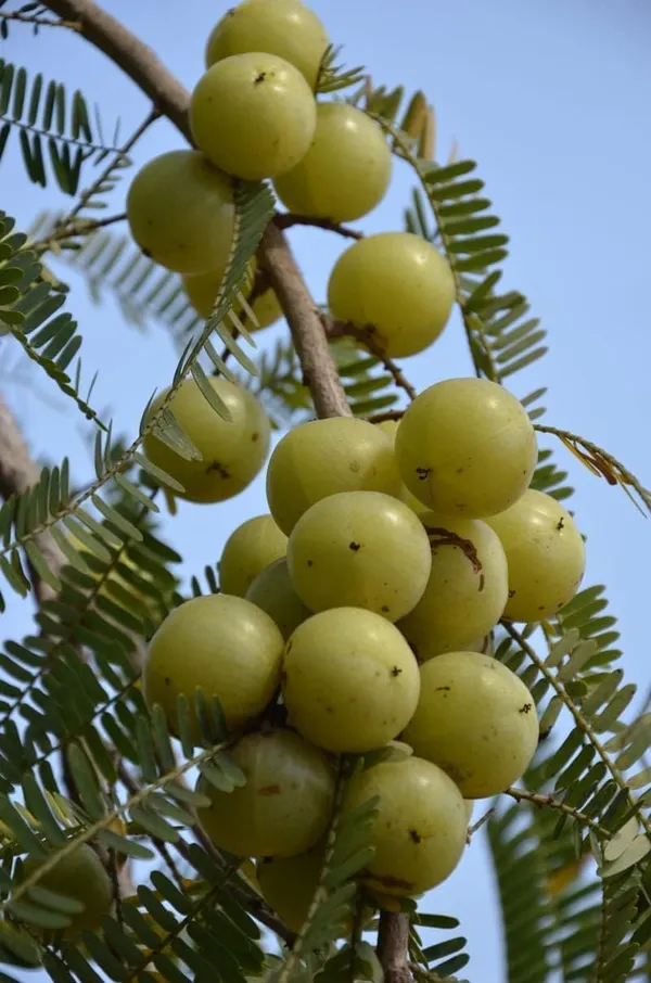 Amla_Fruit_Plant
