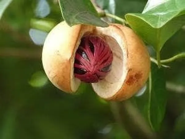 Nutmeg_Plant