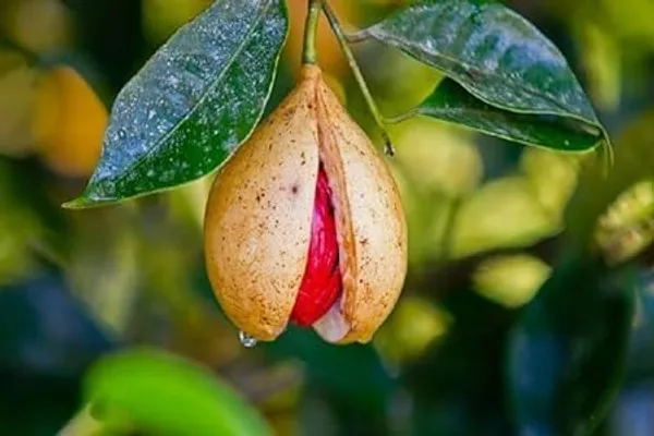 Nutmeg_Plant