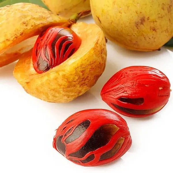 Nutmeg_Plant