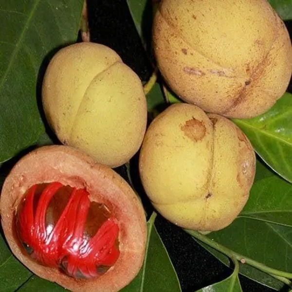 Nutmeg_Plant