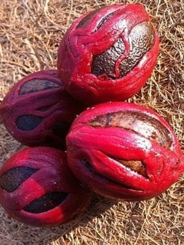 Nutmeg_Plant