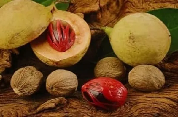 Nutmeg_Plant