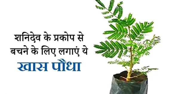 Shami_Flower_Plant