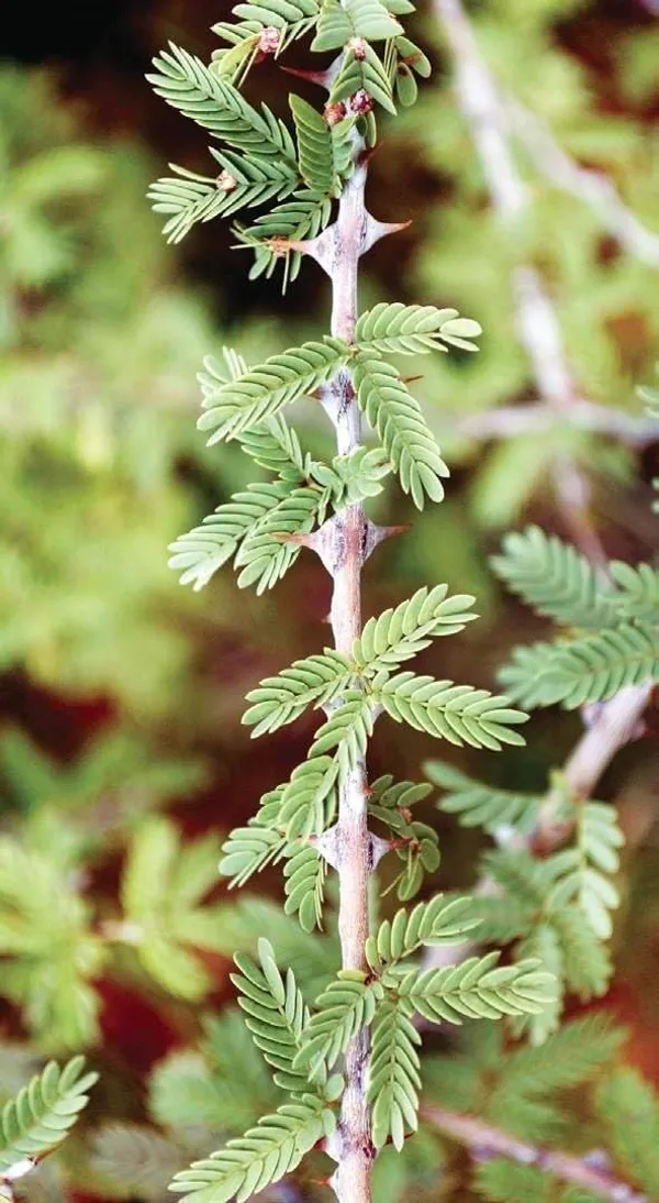 Shami_Flower_Plant