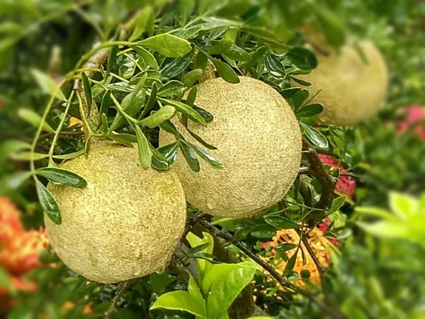Wood_Apple_Plant