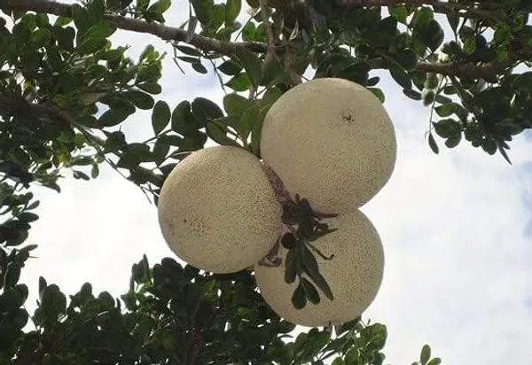 Wood_Apple_Plant