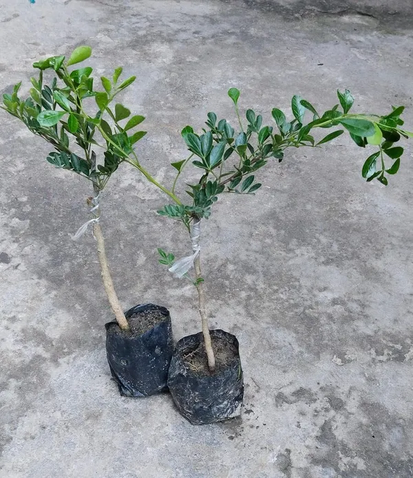 Wood_Apple_Plant