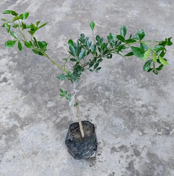 Wood_Apple_Plant