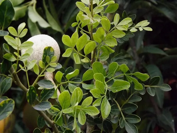 Wood_Apple_Plant